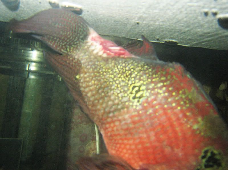 flowerhorn_lesion.jpg