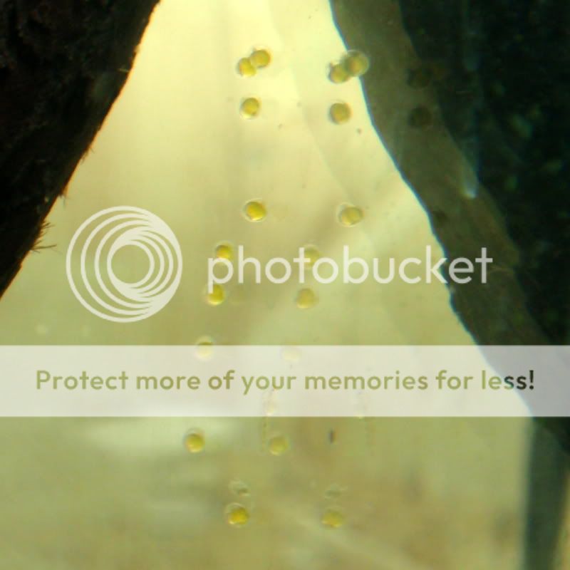 OtoEggs1_100610.jpg