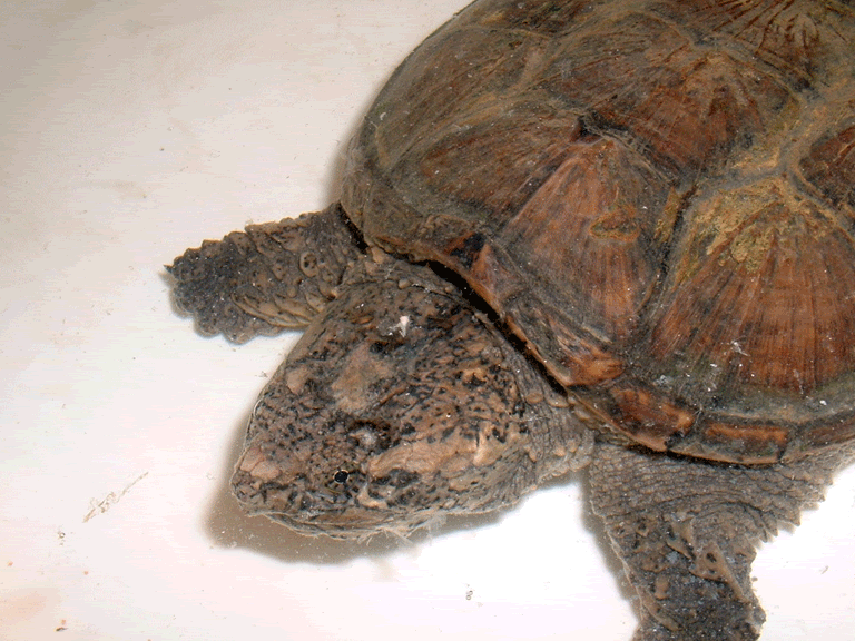 snapper1.gif