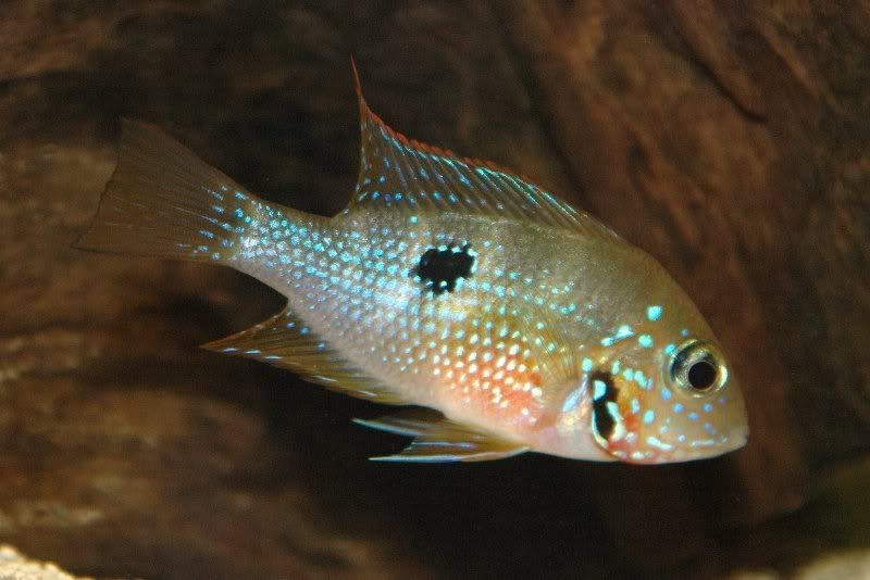 1elliotic_800x534.jpg