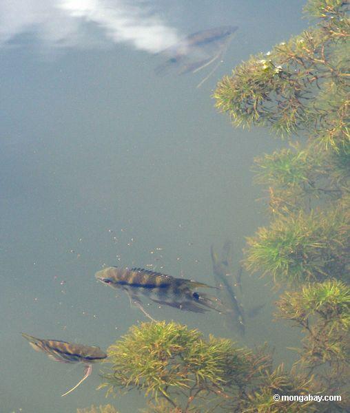 Tambopata_1027_3465a.jpg