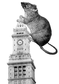 rat_topA2.gif