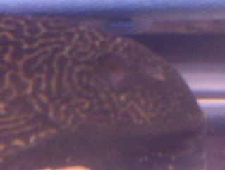 IMG00628.jpg