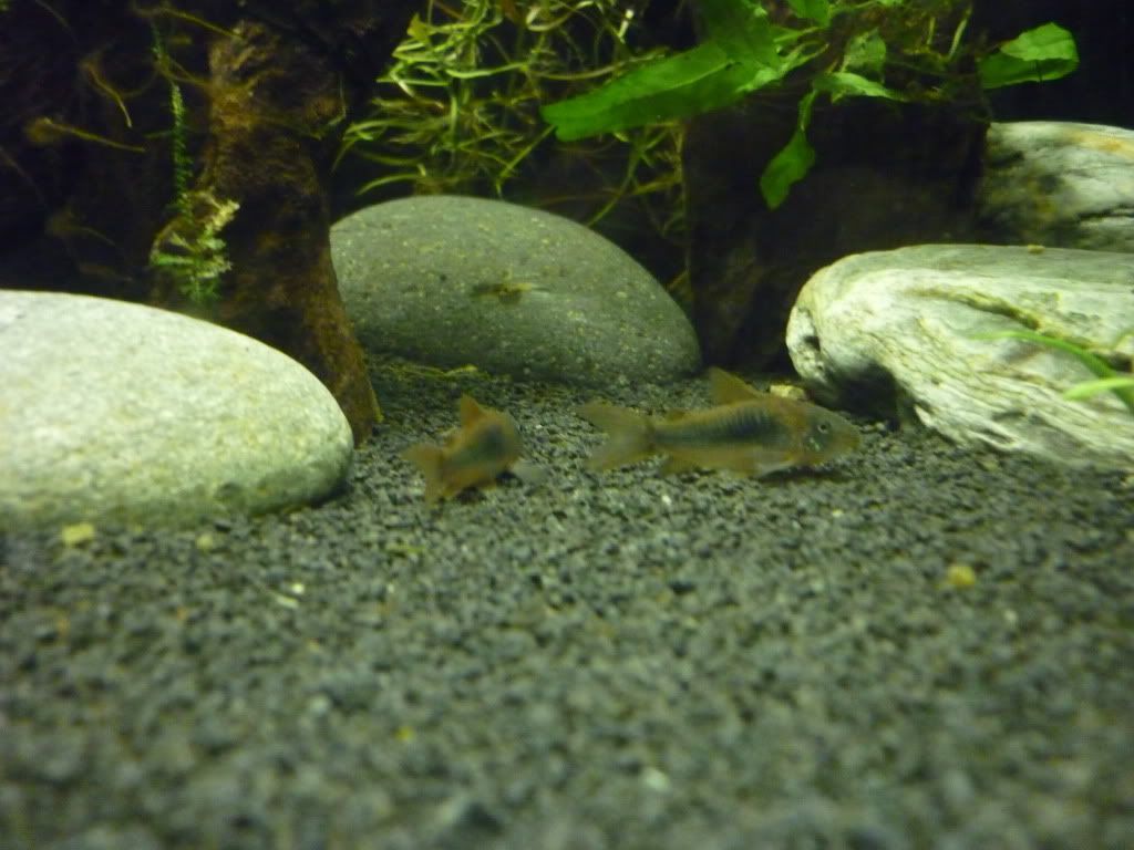 P1020571.jpg