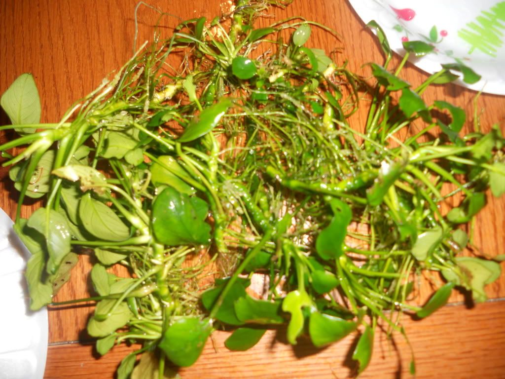 DSCN6118.jpg