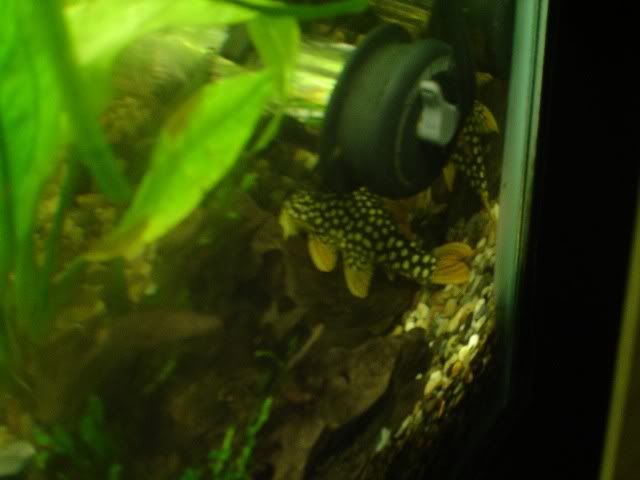 sunshinepleco.jpg