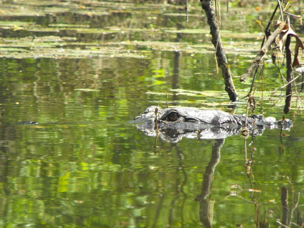 Animals093.jpg