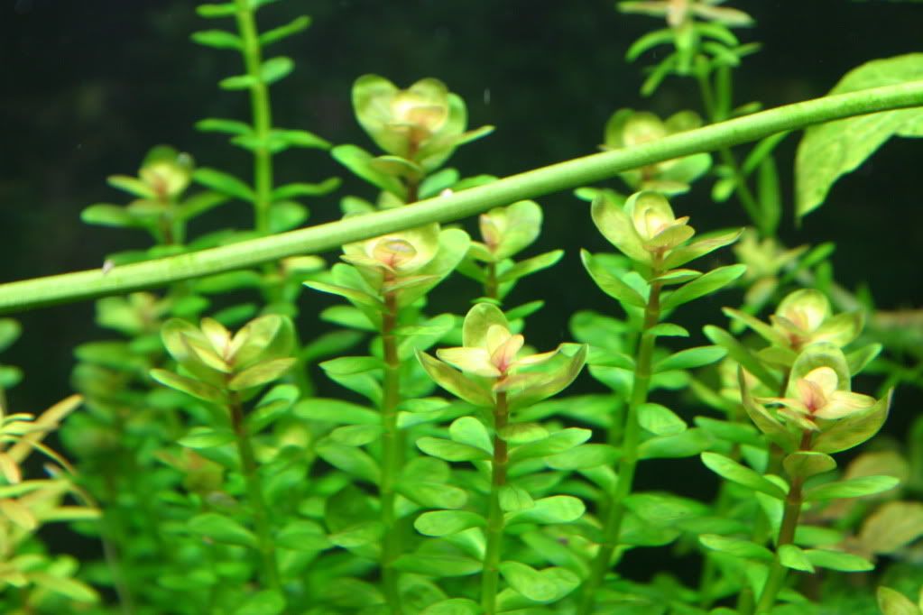 Plantsell03-09-10004.jpg