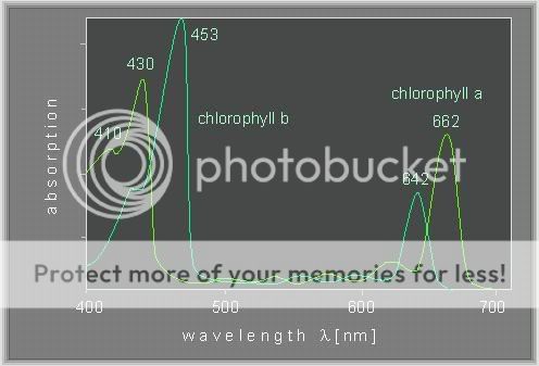 chlorophyll.jpg
