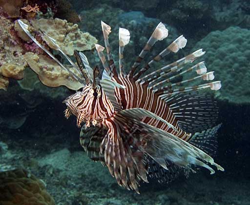 Pterois-volitans3.jpg