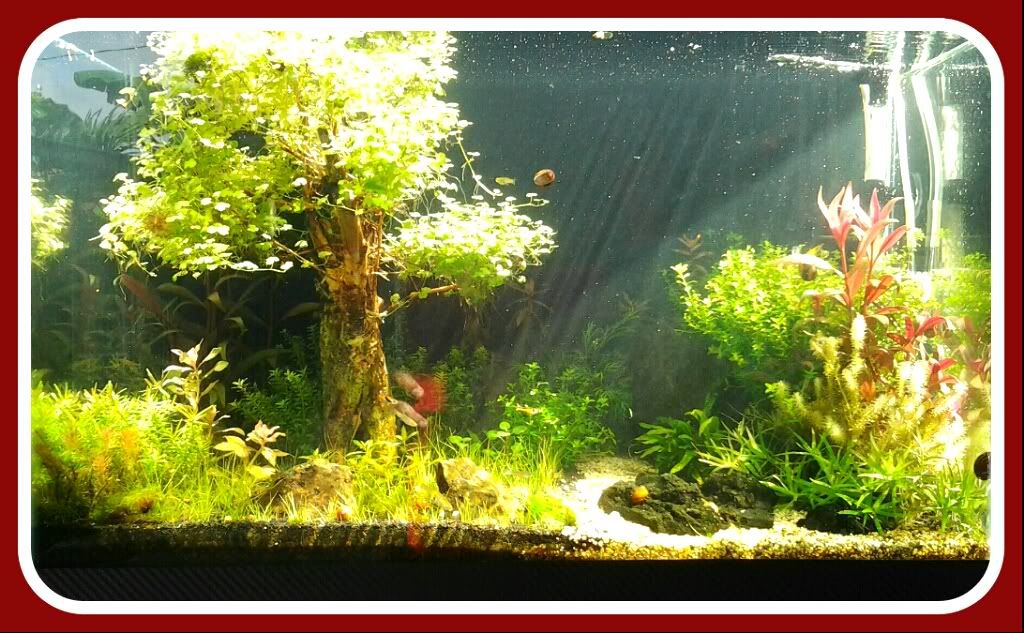 01OutdoorTank.jpg