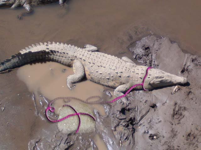 croco.jpg