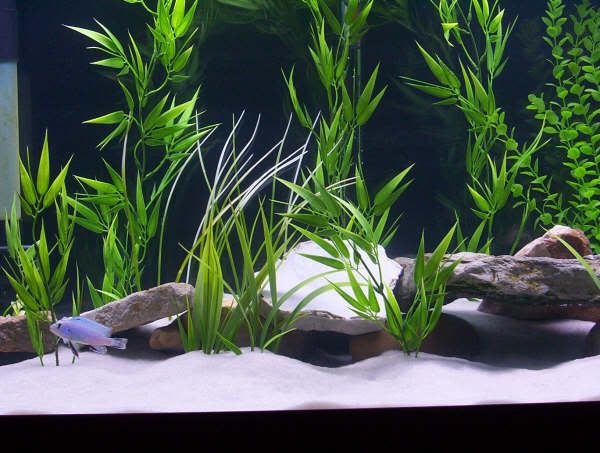 tank3.jpg
