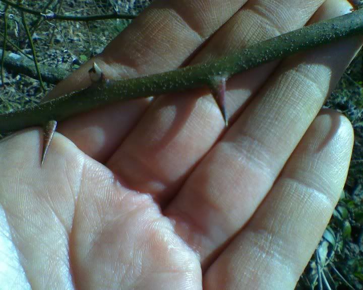 thorns.jpg