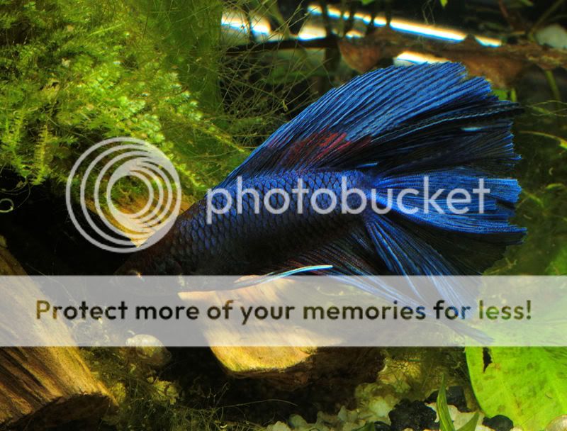 betta27.jpg