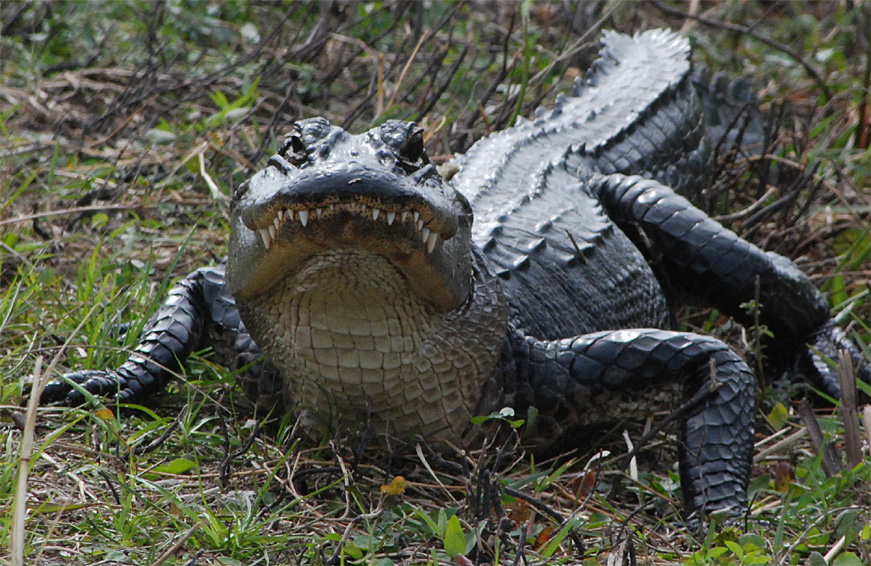 gator-head-on.jpg
