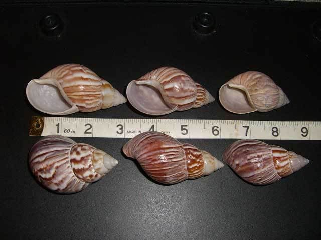 japaneselandsnails.jpg