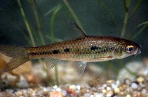 www.fishbase.se