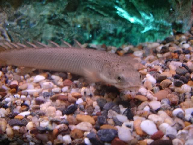 hisenegalus.jpg