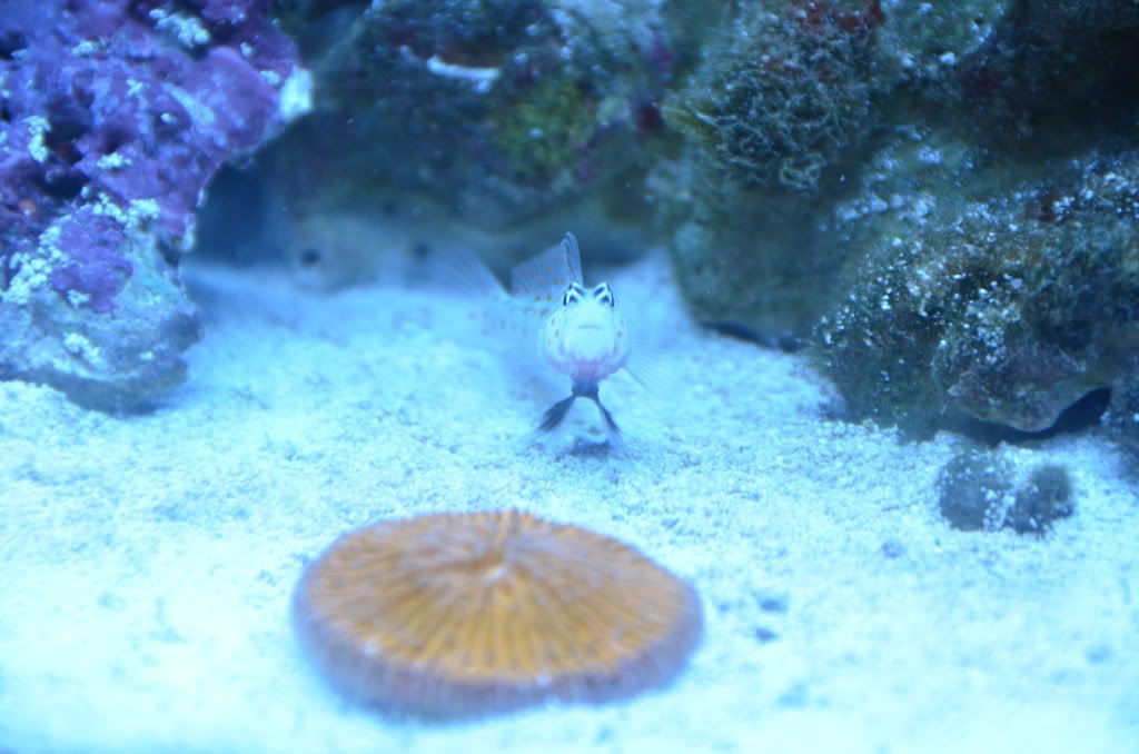 DSC_0683.jpg
