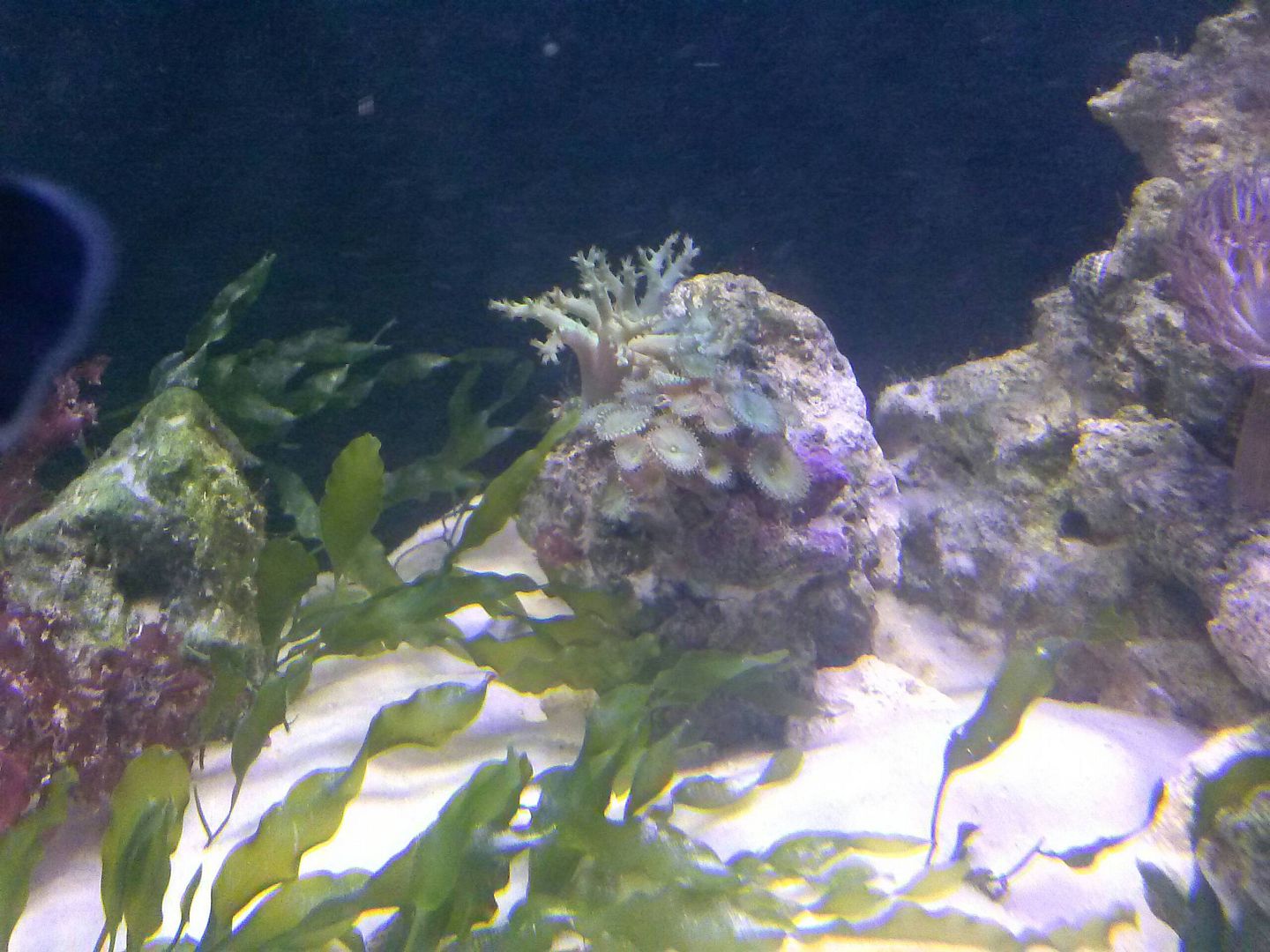 Khemul S 75g Soft Coral Reef Aquariacentral Com