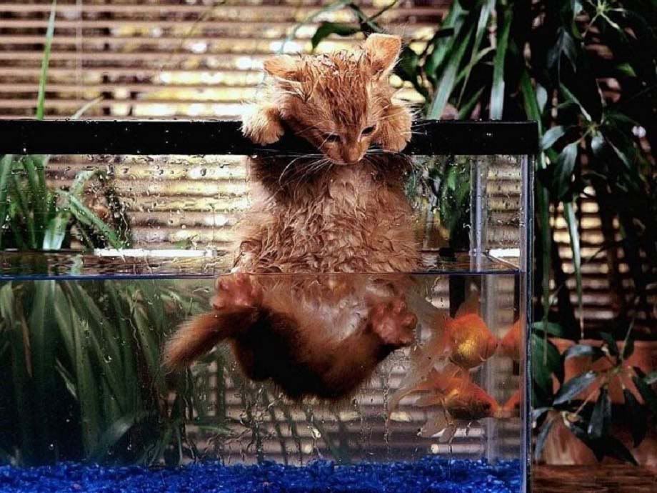 Catintank.jpg