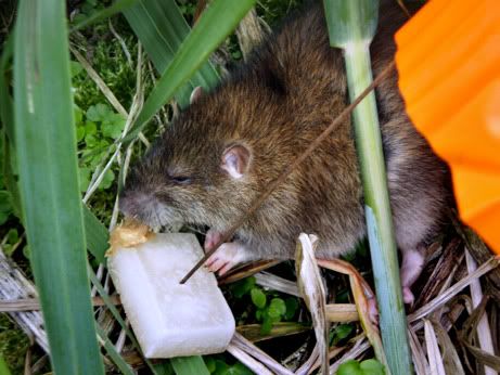 5_RAT_461.jpg