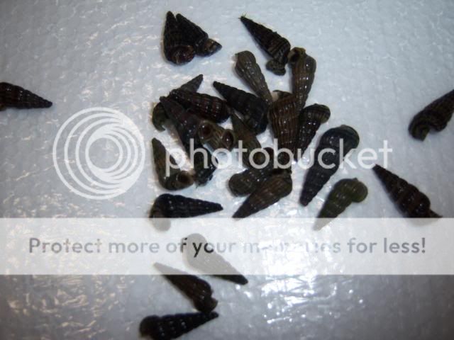 snails010.jpg