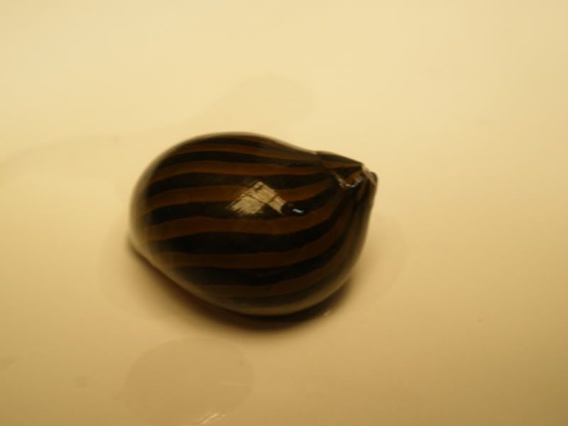 zebranerite02.jpg