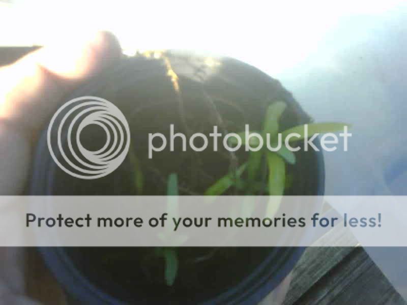 IMG00548-20110416-1757.jpg