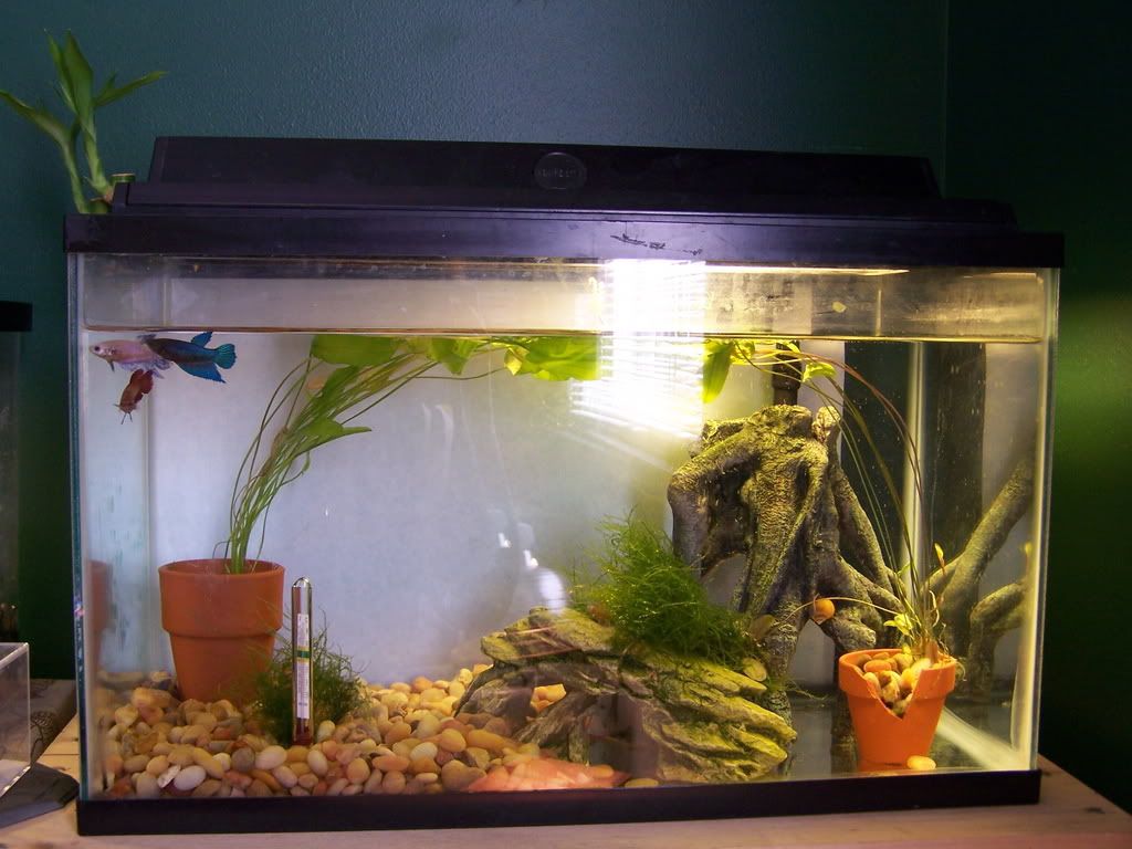 10gtank1.jpg