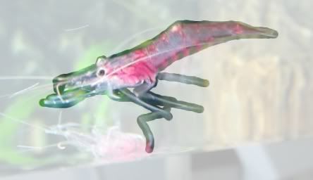 shrimp2.jpg