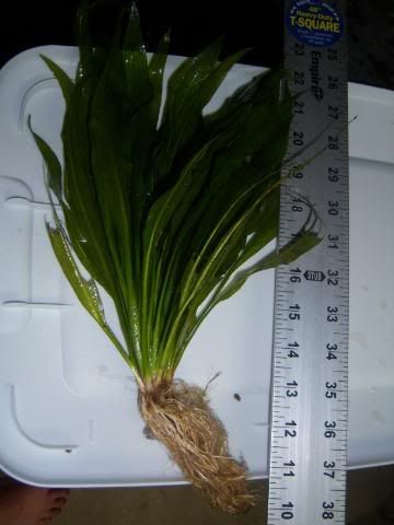 plantsforsale004-1.jpg