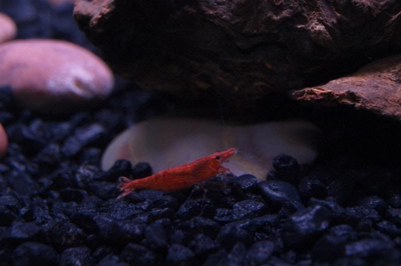 rcs.jpg
