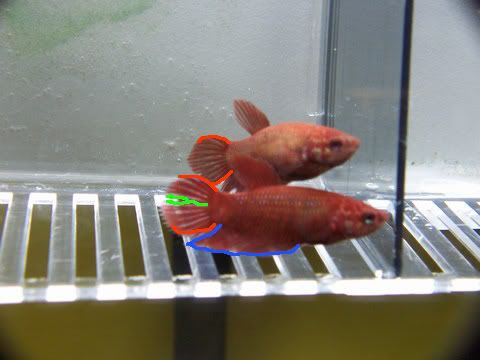 fwbettasvt1171525202x.jpg
