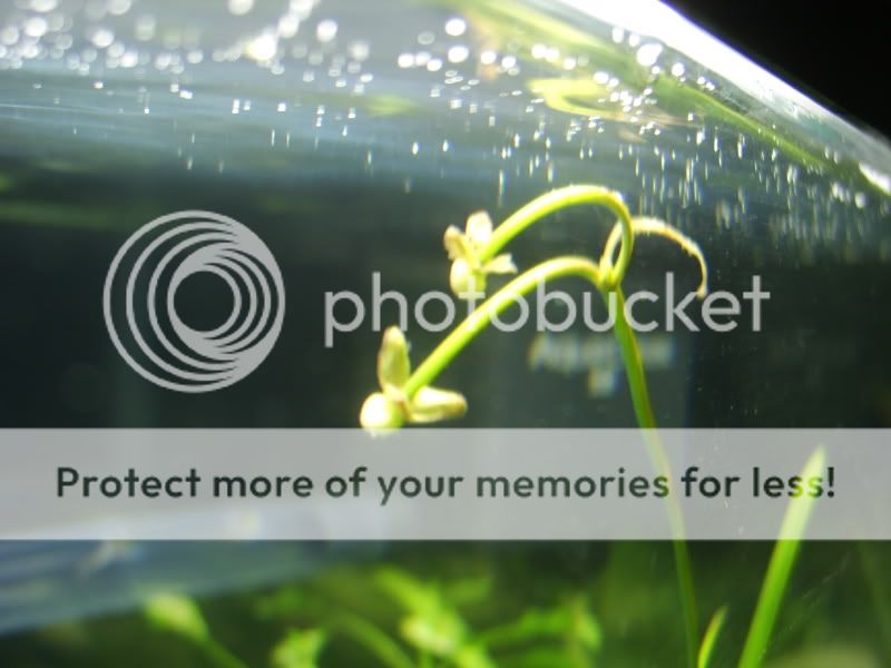 Plants releasing bubbles?