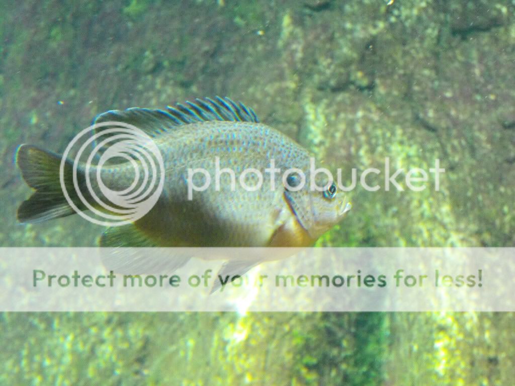 Chattanooga (LOAD WARNING!!!) | AquariaCentral.com