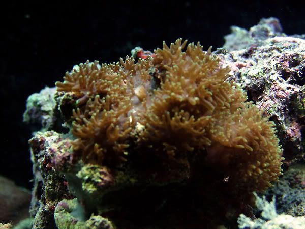 rhodactis.jpg