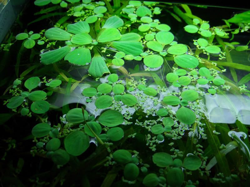 waterlettuce10.jpg