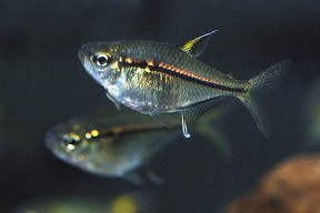 hemigrammus_ulreyi_1-288x192.jpg