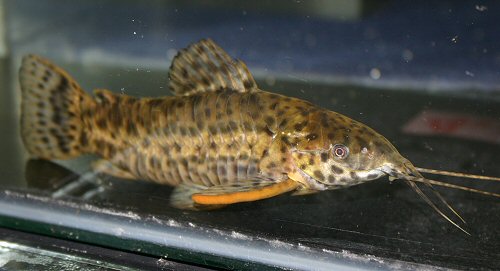 m_thoracata8.jpg