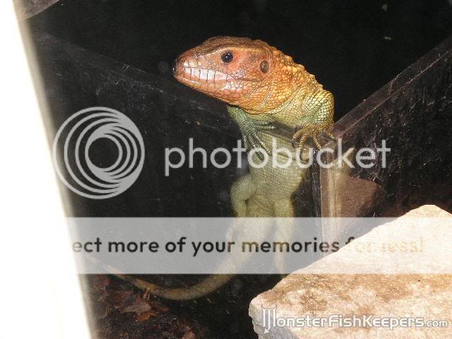 reptiles20113.jpg