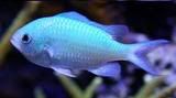 Green20Chromis.jpg