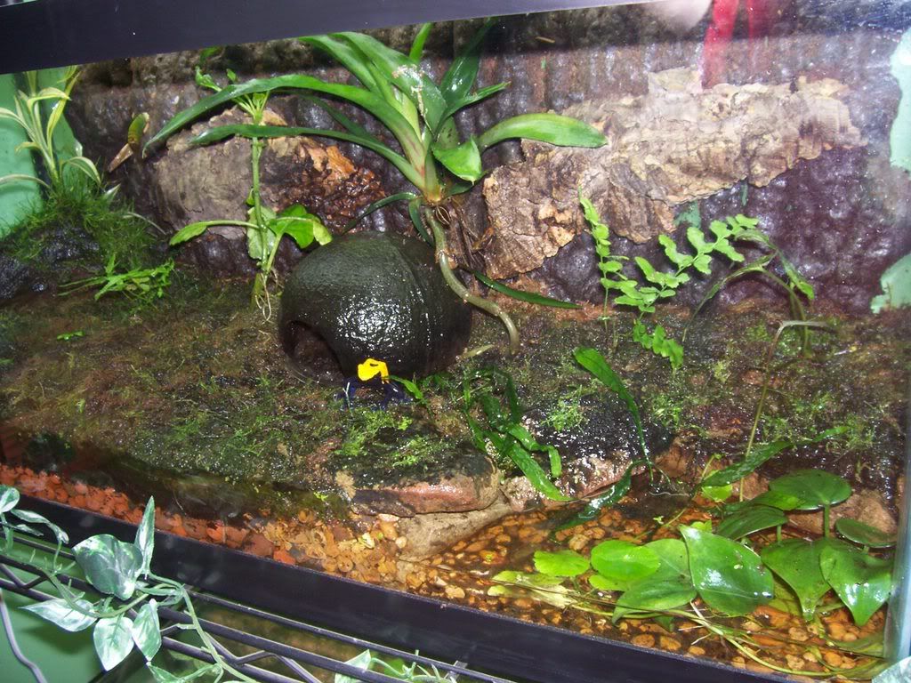 FrogtanksFeb4077.jpg