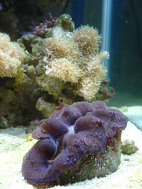 Clam.JPG
