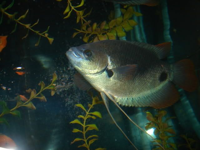 DSC08011.jpg