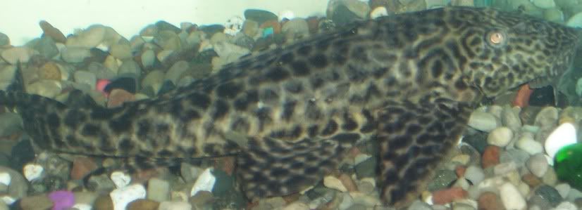 Fish2013.jpg