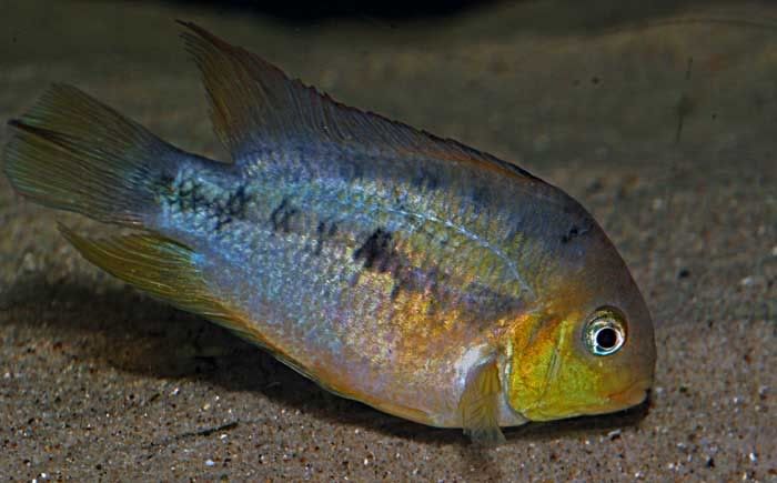 Coppercichlid.jpg