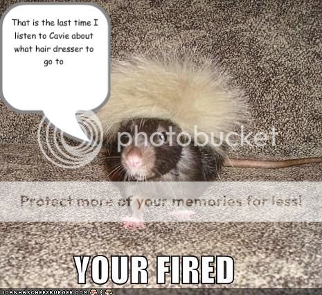 funny-pictures-donald-trump-rat.jpg