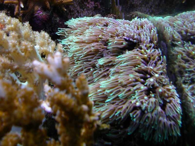 StarPolyps.jpg